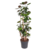 Aralia - Polyscias 'Fabian' - Hoogte 140-150cm - ⌀31cm