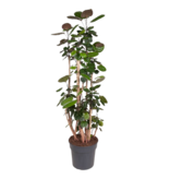 Aralia - Polyscias 'Fabian' - Hoogte 140-150cm - ⌀31cm