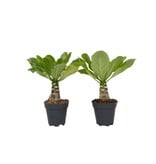 Hawaiipalm - Set van 2 - Brighamia 'Insignis' - Hoogte 25-35cm - ⌀12cm