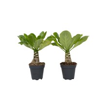 Hawaiipalm - Set van 2 - Brighamia 'Insignis' - Hoogte 25-35cm - ⌀12cm