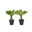 Hawaiipalm - Set van 2 - Brighamia 'Insignis' - Hoogte 25-35cm - ⌀12cm