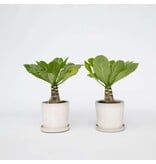 Hawaiipalm - Set van 2 - Brighamia 'Insignis' - Hoogte 25-35cm - ⌀12cm