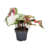 Engelenvleugels - Caladium 'Carnaval' - Hoogte 40-50cm - ⌀17cm