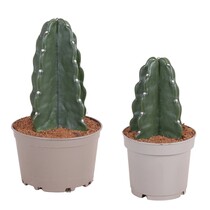 Knuffelkaktus - Set van 2 - Cereus jamacaru - Hoogte 25-30cm - ⌀18cm