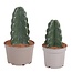 Knuffelkaktus - Set van 2 - Cereus jamacaru - Hoogte 25-30cm - ⌀18cm