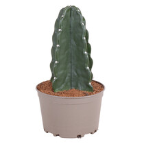 Knuffelkaktus - Cereus jamacaru - Hoogte 30-35cm - ⌀18cm