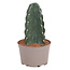 Knuffelkaktus - Cereus jamacaru - Hoogte 30-35cm - ⌀18cm