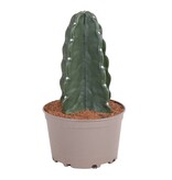 Knuffelkaktus - Cereus jamacaru - Hoogte 30-35cm - ⌀18cm