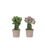 Euphorbia Cactus-set - Set van 2 - Euphorbia 'Lactea' - Hoogte 25-30cm - ⌀12cm