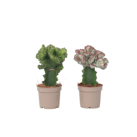 Euphorbia Cactus-set - Set van 2 - Euphorbia 'Lactea' - Hoogte 25-30cm - ⌀12cm