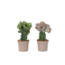 Euphorbia Cactus-set - Set van 2 - Euphorbia 'Lactea' - Hoogte 25-30cm - ⌀12cm