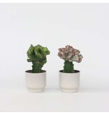 Euphorbia Cactus-set - Set van 2 - Euphorbia 'Lactea' - Hoogte 25-30cm - ⌀12cm