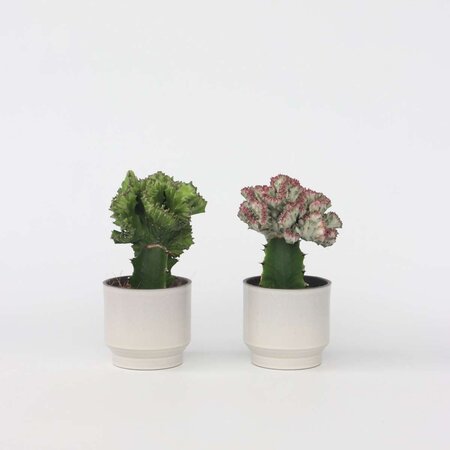 Euphorbia Cactus-set - Set van 2 - Euphorbia 'Lactea' - Hoogte 25-30cm - ⌀12cm