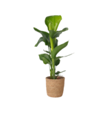 Paradijsvogelplant met mand - Strelitzia nicolai - Hoogte 55-70cm - ⌀17cm