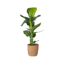 Paradijsvogelplant met mand - Strelitzia nicolai - Hoogte 55-70cm - ⌀17cm