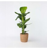 Paradijsvogelplant met mand - Strelitzia nicolai - Hoogte 55-70cm - ⌀17cm