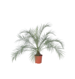 Dwergdadelpalm - Phoenix roebelenii - Hoogte 80-90cm - ⌀21cm