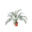 Dwergdadelpalm - Phoenix roebelenii - Hoogte 80-90cm - ⌀21cm