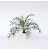 Dwergdadelpalm - Phoenix roebelenii - Hoogte 80-90cm - ⌀21cm