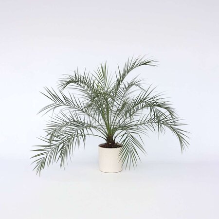 Dwergdadelpalm - Phoenix roebelenii - Hoogte 80-90cm - ⌀21cm