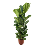 Vioolbladplant - Ficus Lyrata - Hoogte 80-100cm - ⌀24cm