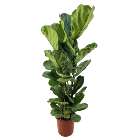 Vioolbladplant - Ficus Lyrata - Hoogte 80-100cm - ⌀24cm