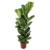 Vioolbladplant - Ficus Lyrata - Hoogte 80-100cm - ⌀24cm