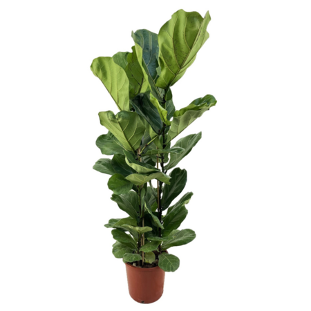 Vioolbladplant - Ficus Lyrata - Hoogte 80-100cm - ⌀24cm