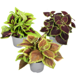 Coleus - Set van 3 - Plectranthus scutellarioides - Hoogte 25-40cm - ⌀13cm