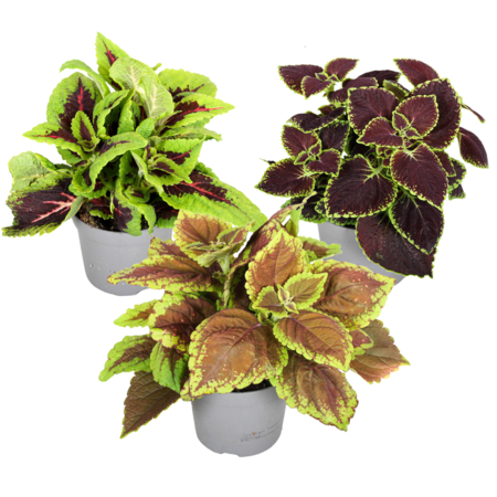 Coleus - Set van 3 - Plectranthus scutellarioides - Hoogte 25-40cm - ⌀13cm