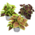 Coleus - Set van 3 - Plectranthus scutellarioides - Hoogte 25-40cm - ⌀13cm
