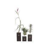 Luchtplantjes - Set van 3 - Tillandsia 'Burnt Wood Trio' - Hoogte 30-35cm