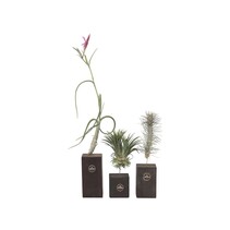 Luchtplantjes - Set van 3 - Tillandsia 'Burnt Wood Trio' - Hoogte 30-35cm