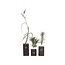 Luchtplantjes - Set van 3 - Tillandsia 'Burnt Wood Trio' - Hoogte 30-35cm