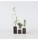 Luchtplantjes - Set van 3 - Tillandsia 'Burnt Wood Trio' - Hoogte 30-35cm
