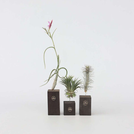 Luchtplantjes - Set van 3 - Tillandsia 'Burnt Wood Trio' - Hoogte 30-35cm