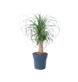 Olifantspoot - Beaucarnea 'recurvata' - Hoogte 60-70cm - ⌀21cm