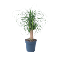 Olifantspoot - Beaucarnea 'recurvata' - Hoogte 60-70cm - ⌀21cm