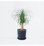 Olifantspoot - Beaucarnea 'recurvata' - Hoogte 60-70cm - ⌀21cm