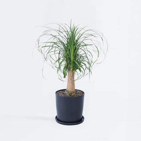 Olifantspoot - Beaucarnea 'recurvata' - Hoogte 60-70cm - ⌀21cm