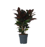 Croton - Codiaeum variegatum 'Mrs. Iceton' - Hoogte 60-70cm - ⌀19cm