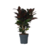 Croton - Codiaeum variegatum 'Mrs. Iceton' - Hoogte 60-70cm - ⌀19cm