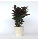 Croton - Codiaeum variegatum 'Mrs. Iceton' - Hoogte 60-70cm - ⌀19cm