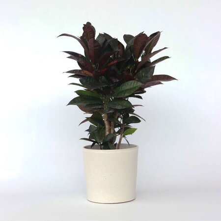 Croton - Codiaeum variegatum 'Mrs. Iceton' - Hoogte 60-70cm - ⌀19cm