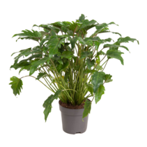 Philodendron - Philodendron 'Xanadu' - Hoogte 50-60cm - ⌀21cm