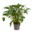 Philodendron - Philodendron 'Xanadu' - Hoogte 50-60cm - ⌀21cm