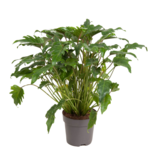 Philodendron - Philodendron 'Xanadu' - Hoogte 50-60cm - ⌀21cm