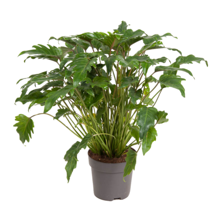 Philodendron - Philodendron 'Xanadu' - Hoogte 50-60cm - ⌀21cm