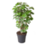 Aralia - Polyscias 'Balfouriana' - Hoogte 70-80cm - ⌀19cm