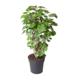 Aralia - Polyscias 'Balfouriana' - Hoogte 70-80cm - ⌀19cm
